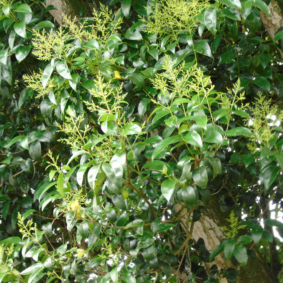 Chinese Privet (Ligustrum lucidum)
Image