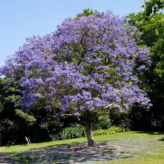 Jacaranda (Jacaranda mimosifolia)
Image