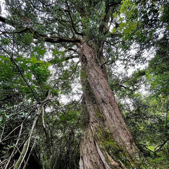 Broad-leaved Yellowwood (Podocarpus latifolius)
Image
