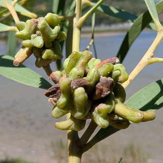 Rooikrans (Acacia cyclops)
Rooikrans Gall Midge damage (Dasineura dielsi)