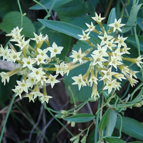 Chilean Cestrum (Cestrum parqui)
Image