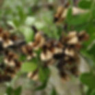 Dried pods that have shed their winged seeds