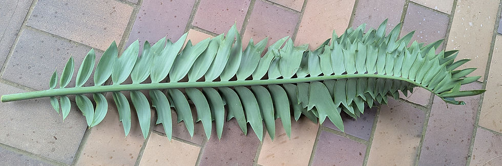 An individual leaf of Alexandria Cycad or Dune Cycad (Encephalartos arenarius)