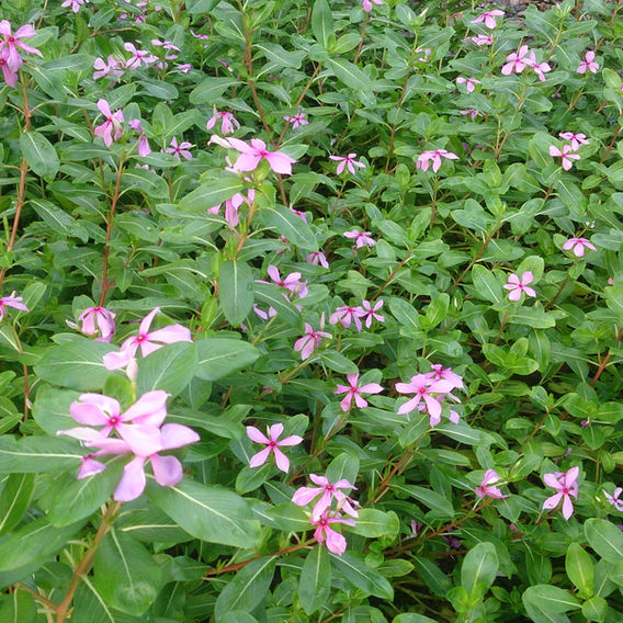 Madagascar Periwinkle (Catharanthus roseus)
Image