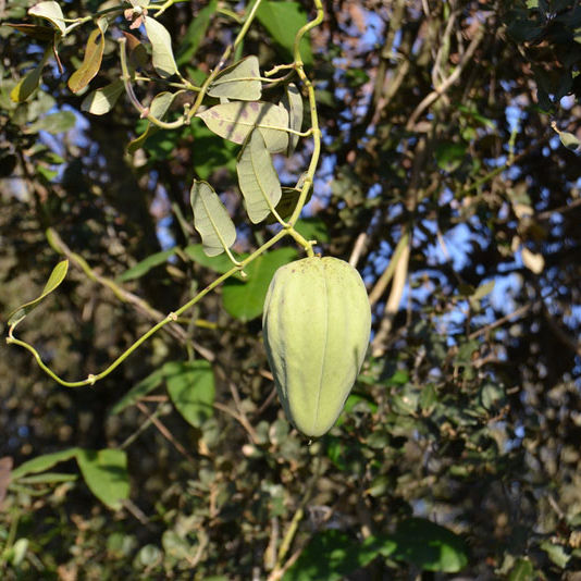 Moth Catcher (Araujia sericifera)
Image