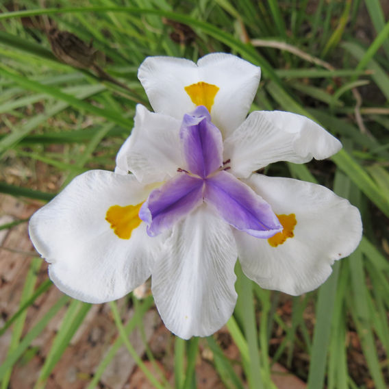 Wild Iris (Dietes grandiflora)
Flower