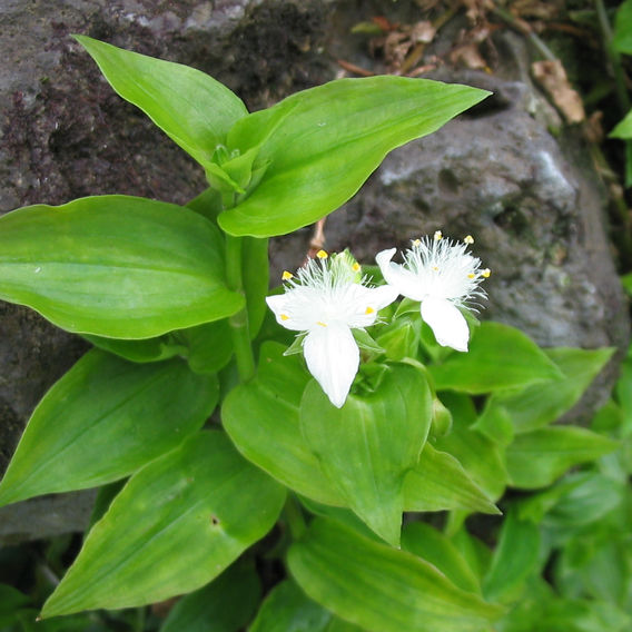 White-flowered Wandering Jew (Tradescantia fluminensis)
Flowers