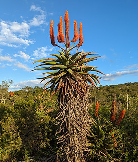Aloe ferox.jpg