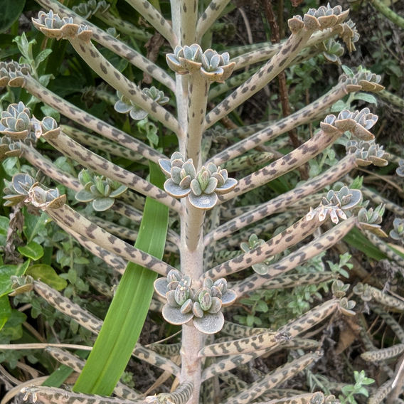 Chandelier Plant (Bryophyllum delagoense)
Image