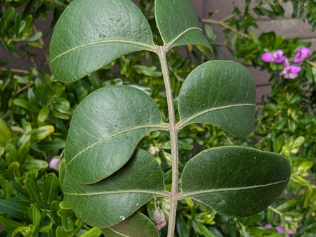 African Legacy: Indigenous Plant Files - The Remarkable Sneezewood Tree