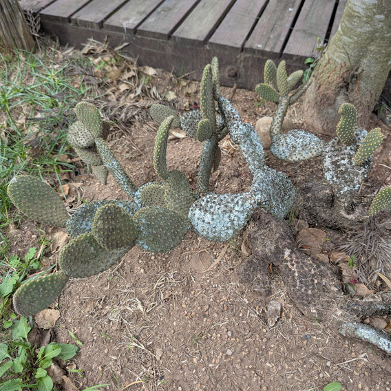 Bunny Ears (Opuntia microdasys)
Entire plant