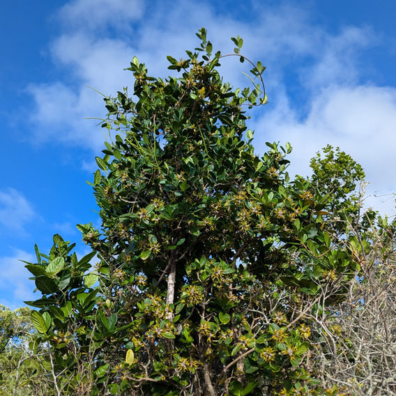 Wild Pomegranate (Burchellia bubalina)
Image