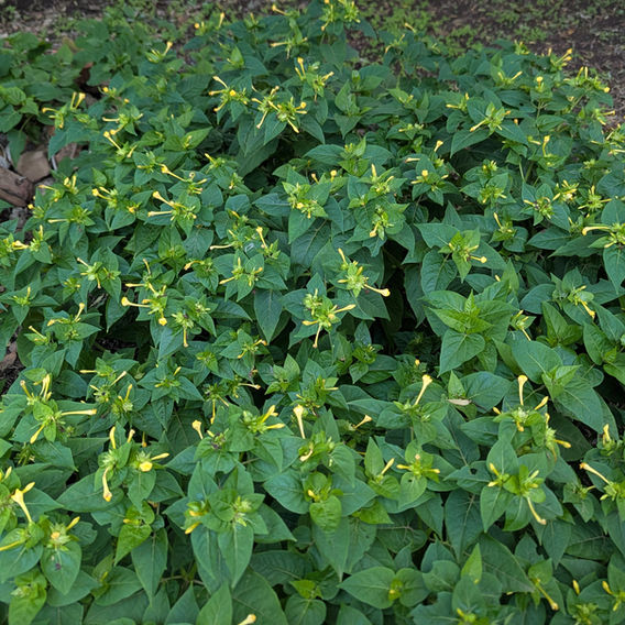 Four o’ Clock (Mirabilis jalapa)
Image