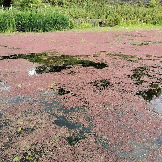 Red Water Fern (Azolla filiculoides)
Image
