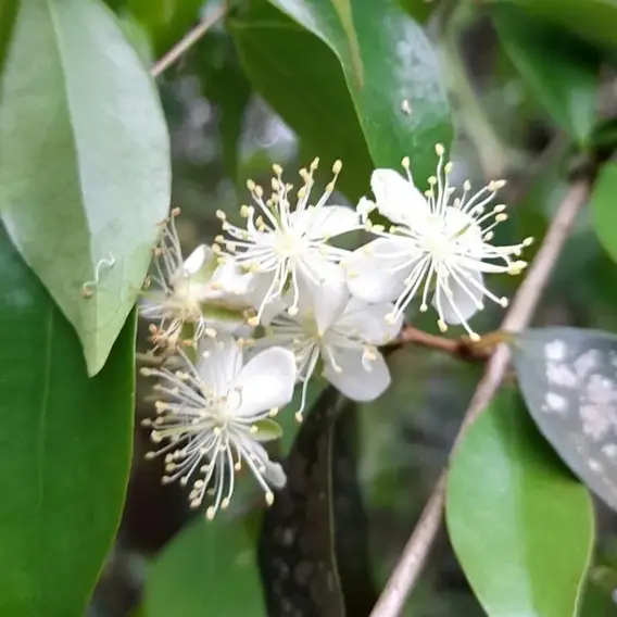 Surinam Cherry (Eugenia uniflora)
Image