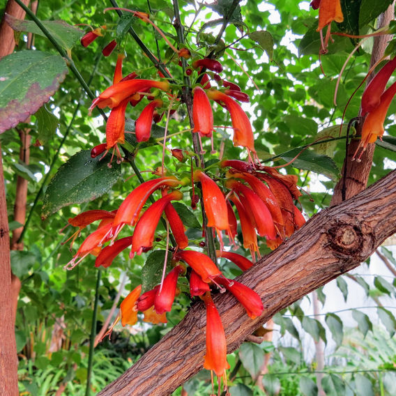 Tree Fuchsia (Halleria lucida)
Image