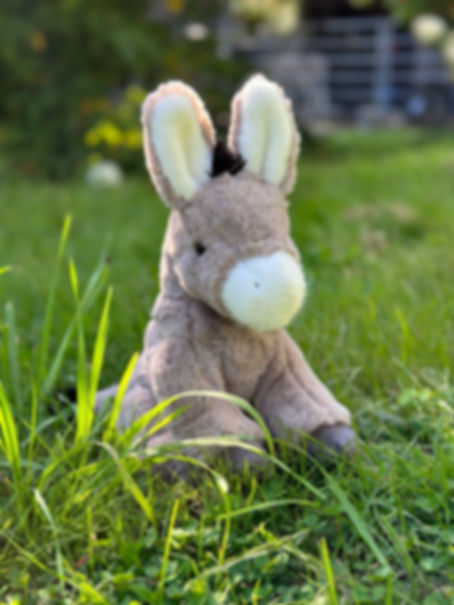 Jackie The Donkey