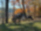 IMG_4320.jpeg
