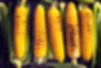 Roasted Corn