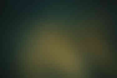 palm leaf backlight by sun