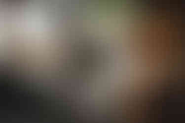 gray & white cat looking up