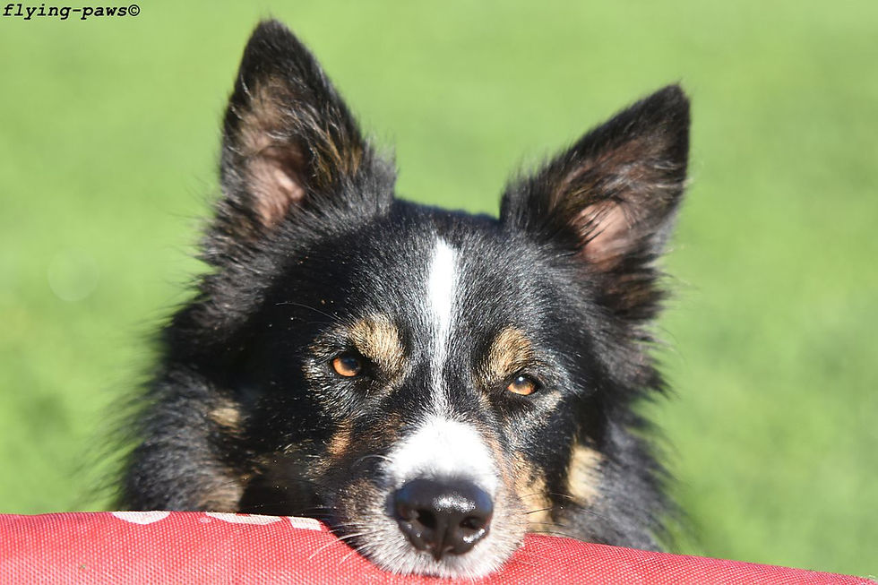 Obedience Seminar Indoor