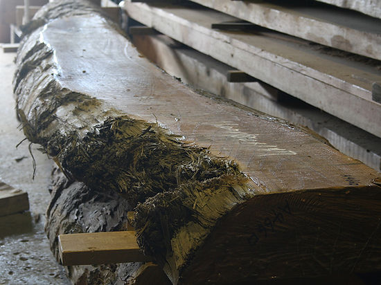 神代ケヤキ（神代欅）A466ロa：長3600×巾360～730×厚147mm | アトリエ欅