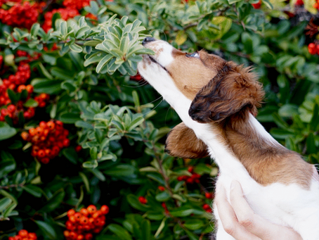 How Being a Social Analyst Influenced My Behavior on Raising a Puppy