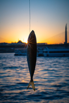 Fish at the backdrop of sunset