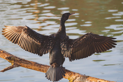 Female Cormorant and its mating dance