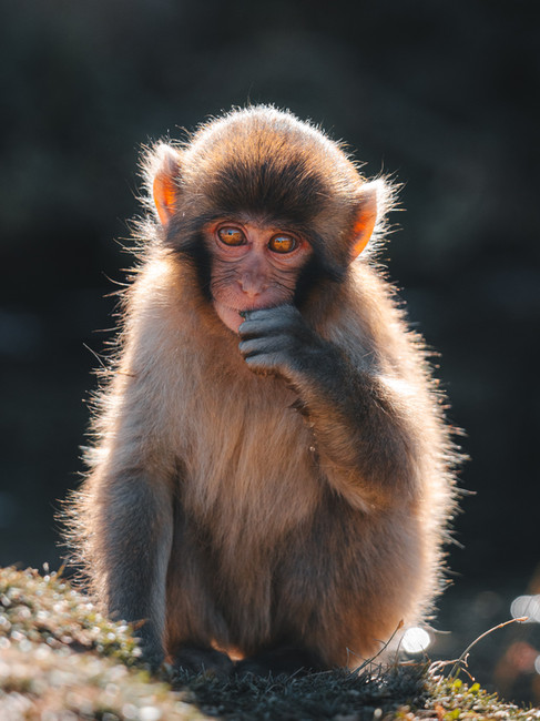 Bonnet monkey in the wild