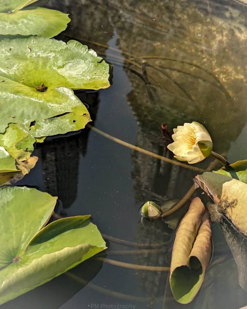 Beautiful lotus bloom in Wat Arun in Bangkok