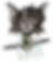 IMG_2400.PNG