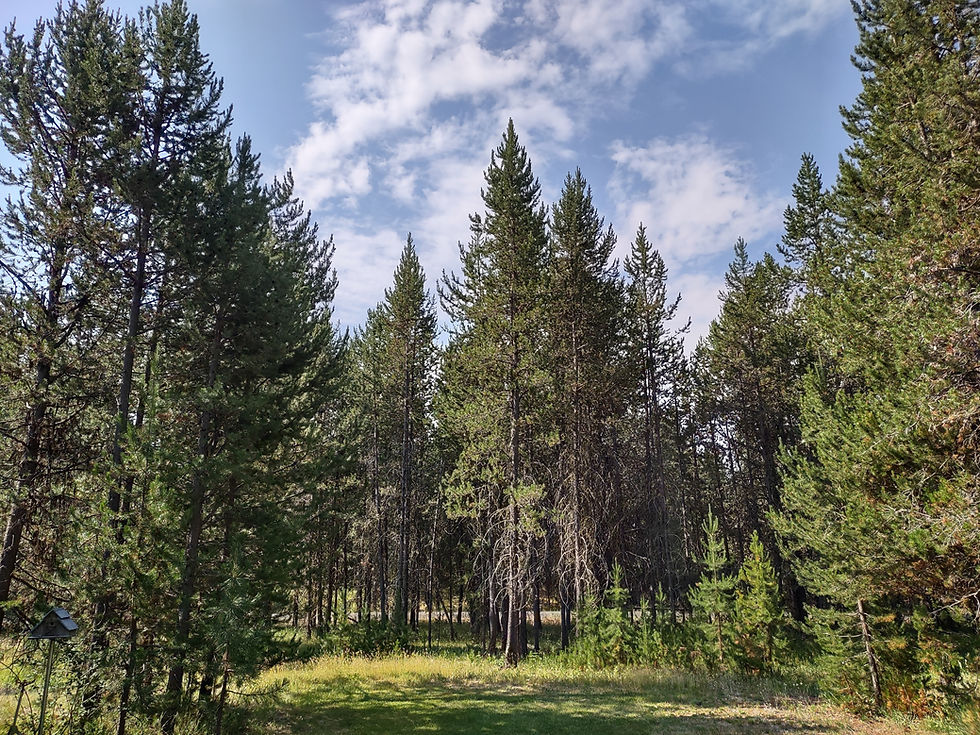 Rows of tall pine trees, set against a blue sky with wisps of white clouds