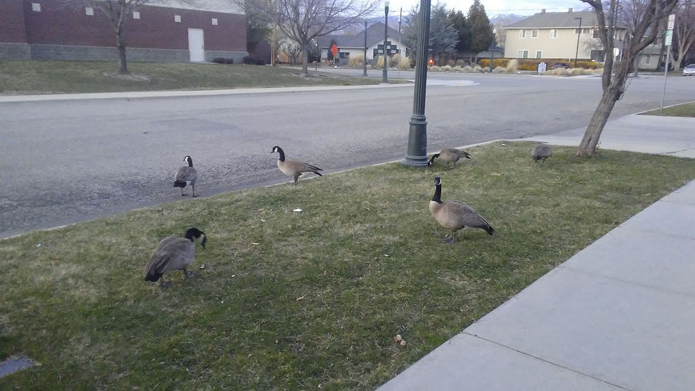 Seven geese, spread out, on a patch of grass near a sidewalk and city street