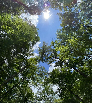 Sun shining through trees