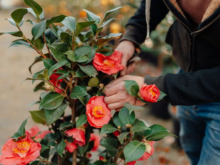 Pruning