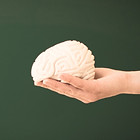 Toy Brain_edited.jpg