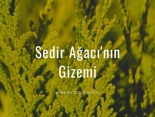 Sedir Ağacı'nın Gizemi