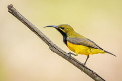 Sahul Sunbird QPWS-WTMA perpetual licence © Dom Chaplin_03
