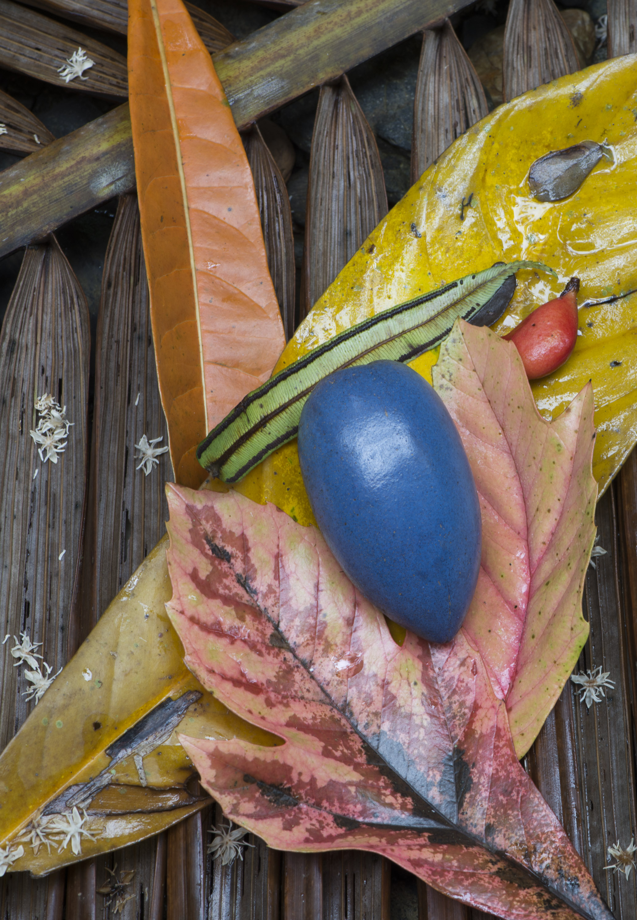 Fallen fruits