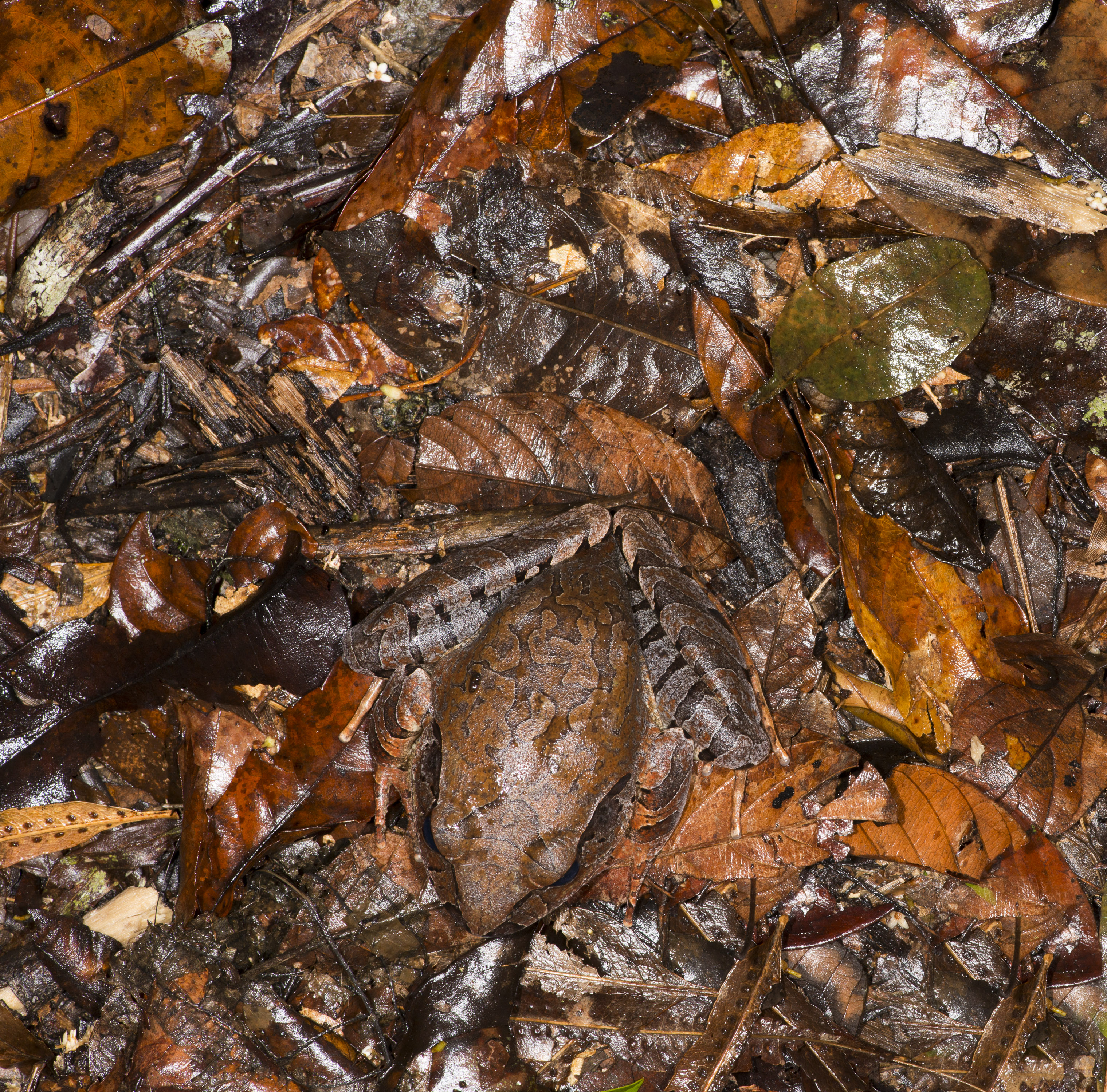 Northern Barred-frog