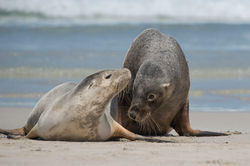 Australia fur seal
