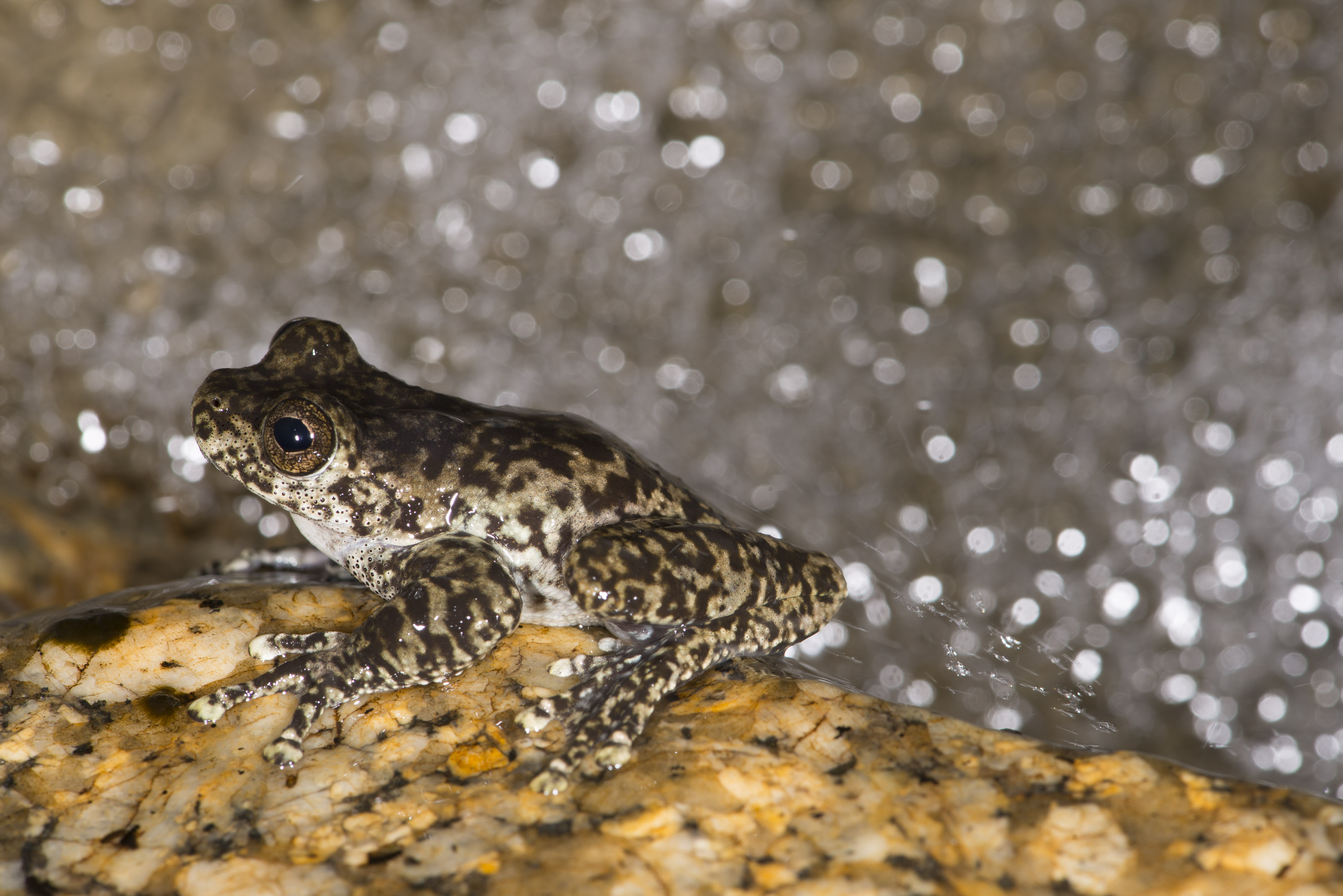 Waterfall Frog