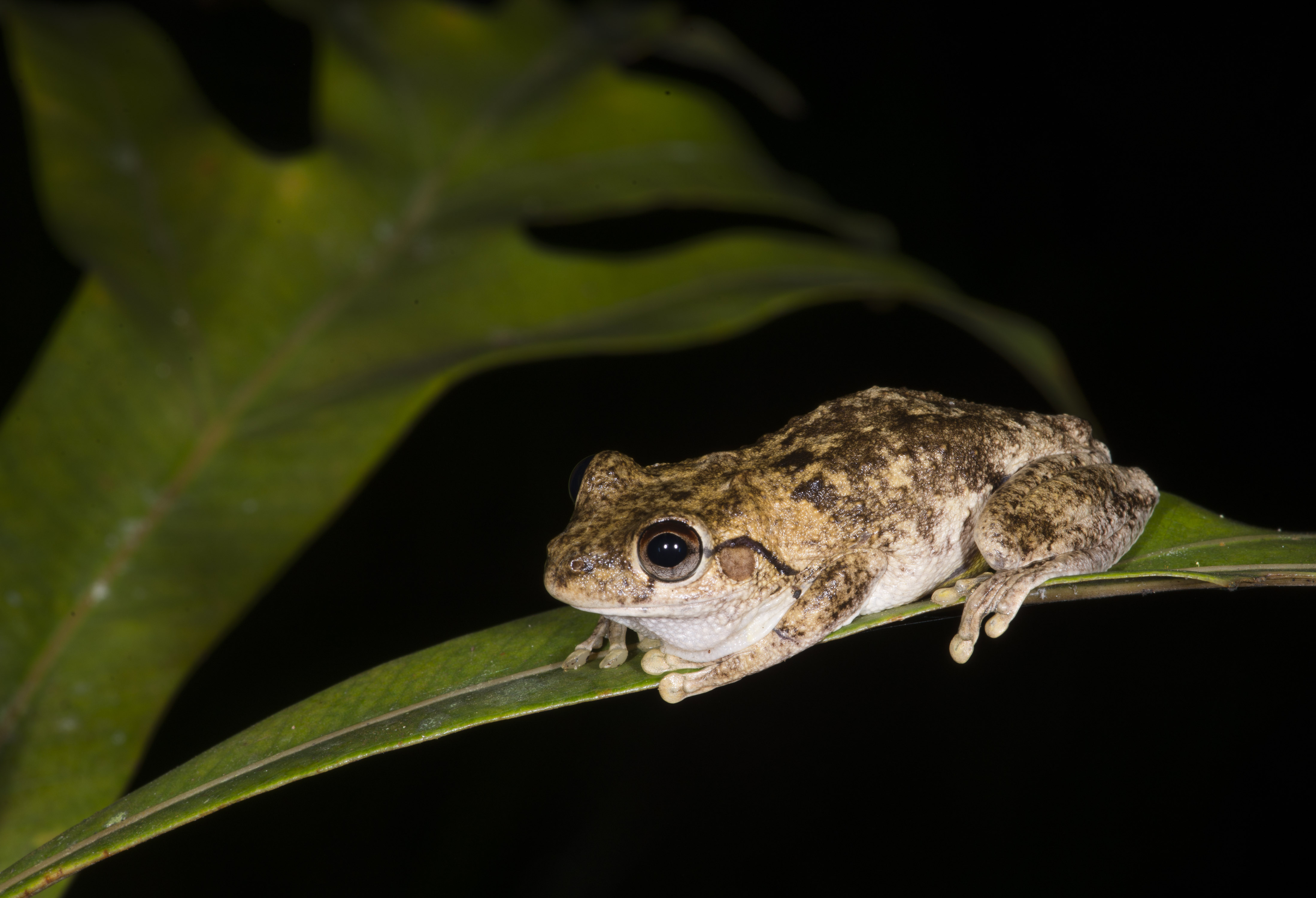 Roth's Tree Frog