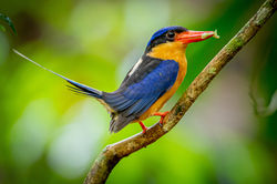 Buff-breasted Paradise Kingfisher QPWS-WTMA perpetual licence © Dom Chaplin_01