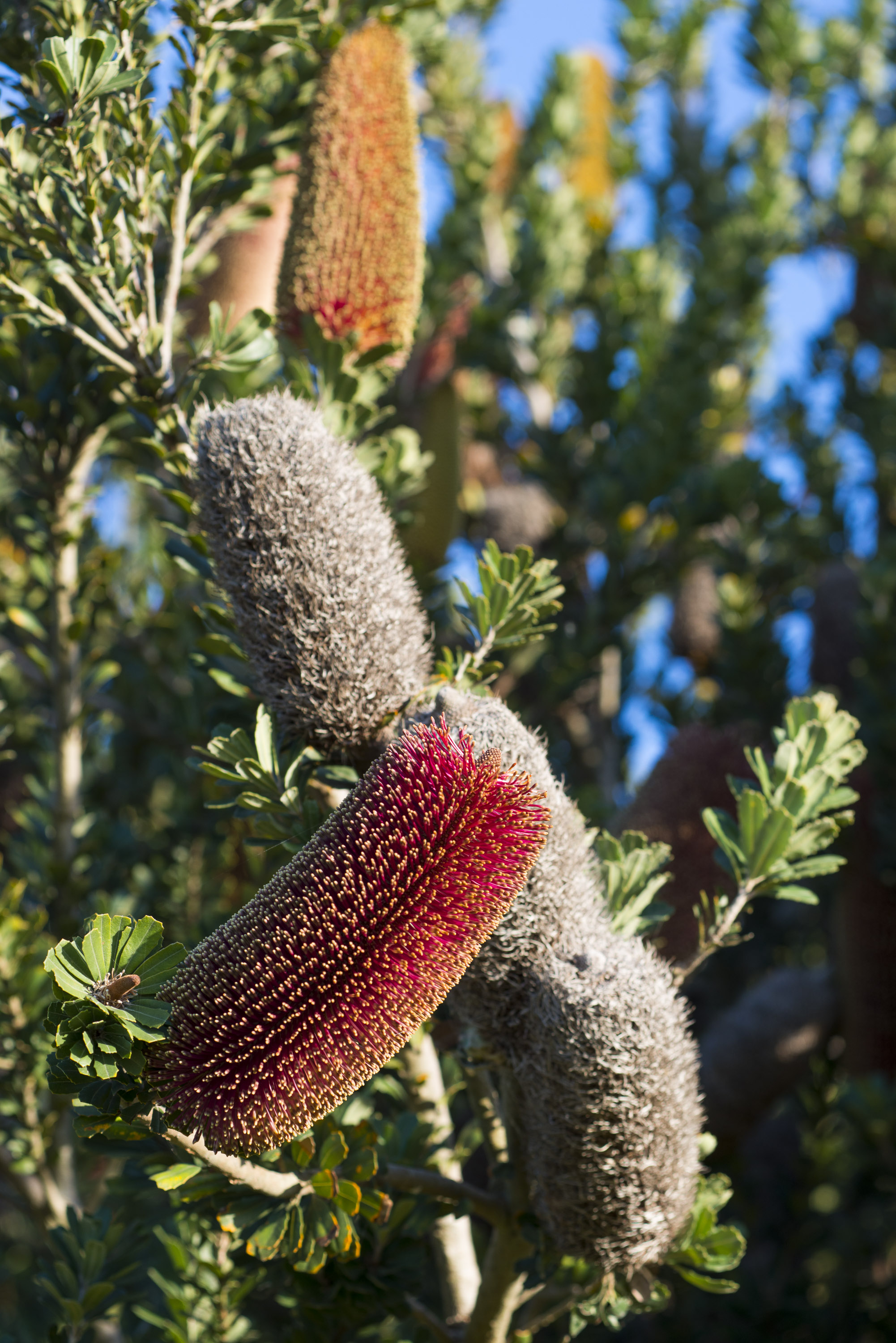 Banksias