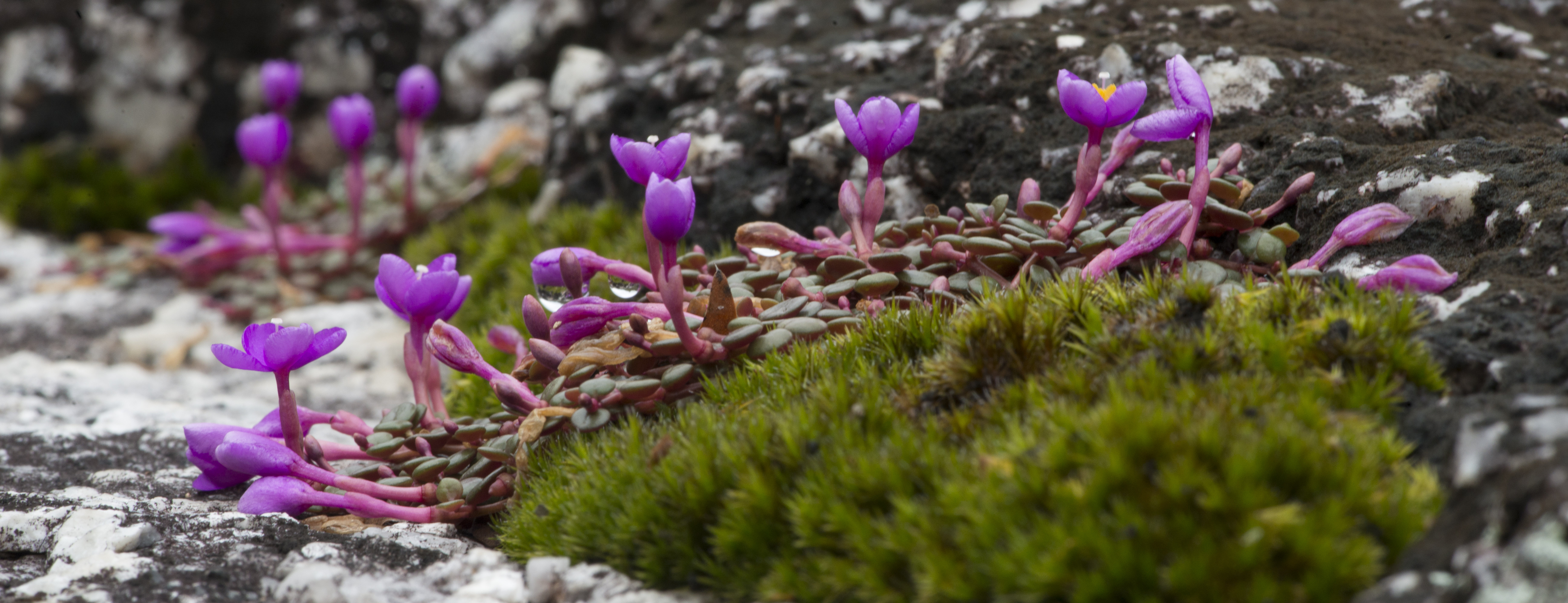 Succulent creeper, Mt. Windsor.