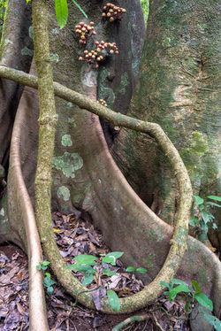WooroonooranNP_MistyMtns_Buttress_TchupalaFalls QPWS-WTMA perpetual licence © Steven Nowak