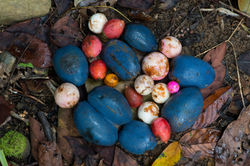 DaintreeNP_Rainforestfruits QPWS-WTMA perpetual licence © Steven Nowakowski_1 1